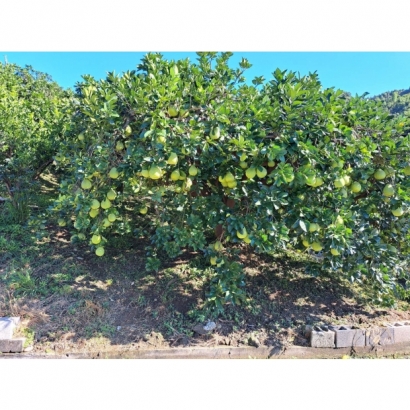 文旦柚111.jpg 文旦柚111.jpg