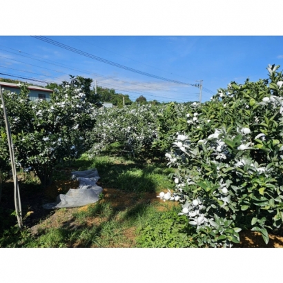 1693486682032.jpg 1693486682032.jpg