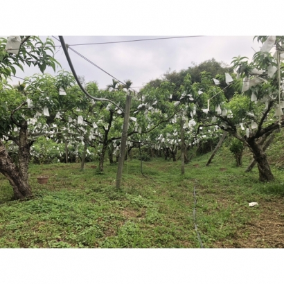 S__82690070_0.jpg S__82690070_0.jpg