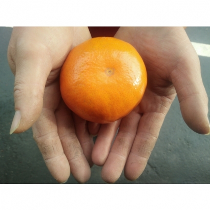 手捧茂谷柑_0.jpg 手捧茂谷柑_0.jpg