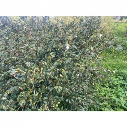 1693486792452.jpg 1693486792452.jpg